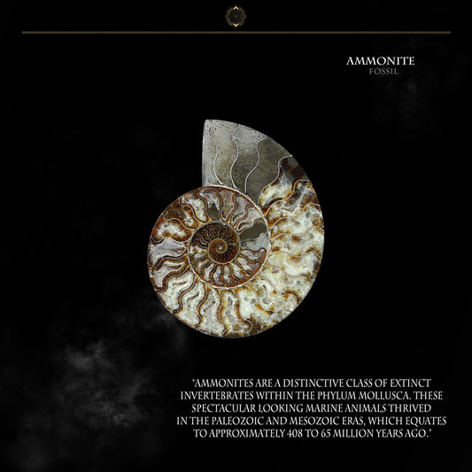 Ammonite