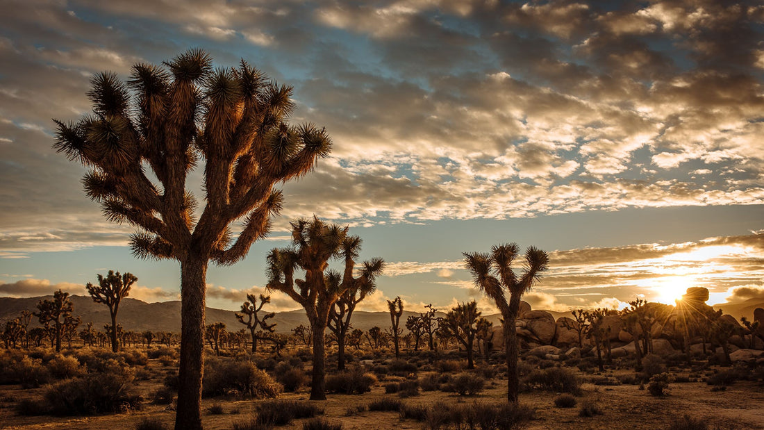 Joshua Trees