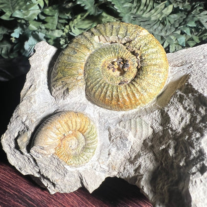 Ammonite Close up left