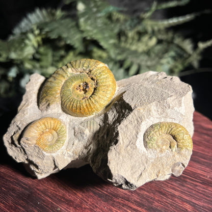 Ammonite Fossil Specimen Cluster with indoor lighting