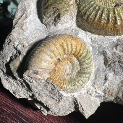 Ammonite Fossil Close up