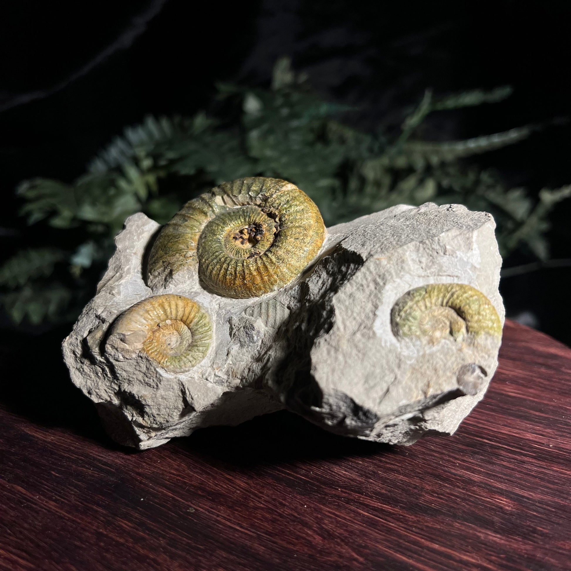 Ammonite Fossil Specimen with 3 visable  Ammonites