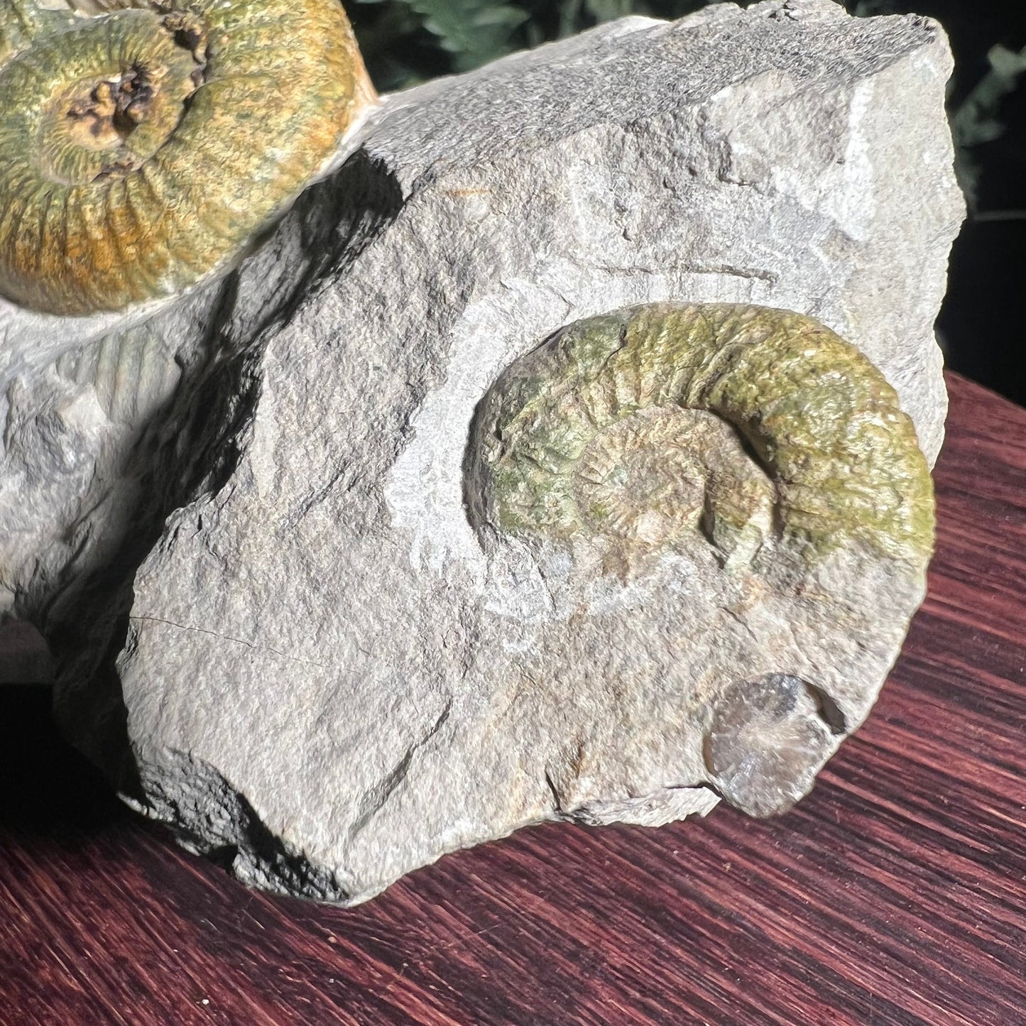 Ammonite Fossil Specimen Close up right